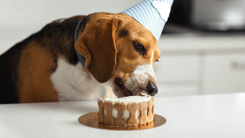 Queque para perritos